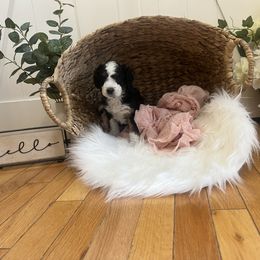Bernedoodle Puppies from Timber Trail Bernedoodles RI
