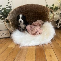 Bernedoodle Puppies from Timber Trail Bernedoodles RI