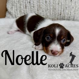 Noelle - Piebald female Dachshund puppy in Kemp, Texas from Koli Acres