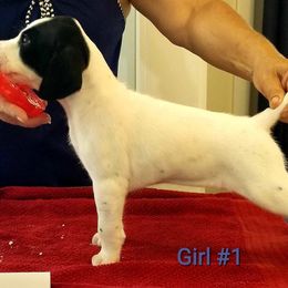 German Shorthaired Pointer Puppies from Kiroden German Shorthaired Pointers