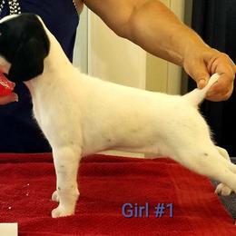 German Shorthaired Pointer Puppies from Kiroden German Shorthaired Pointers