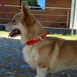 Frenk - Pembroke Welsh Corgi