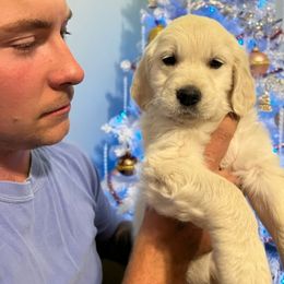 Golden Retriever Puppies from Panhandle PawsNClaws