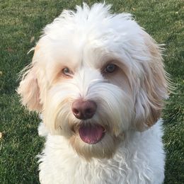 Albi - Australian Labradoodle