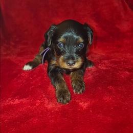 SPICE - Black and tan female Yorkipoo puppy in Palmdale, California from J Designer Puppies