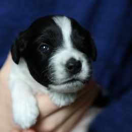 Schapendoes Puppies from Dream Star Schapendoes