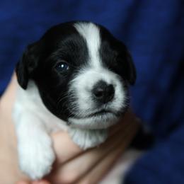 Schapendoes Puppies from Dream Star Schapendoes