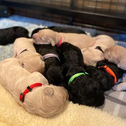 Goldendoodle Puppies from Goldieluxe Farms