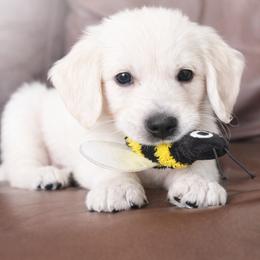 Red collar boy - Light golden male Golden Retriever puppy in Waterford, Pennsylvania from Living on Faiths Golden Retrievers