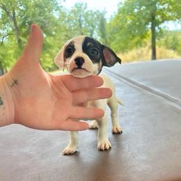 Little Bell - Blue and white female Chihuahua puppy in Alvord, Texas from Gift of Gods Favor