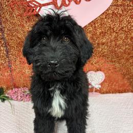 Sassy - Black and white female Aussiedoodle puppy in Marshall, Arkansas from Buffalo River Puppies