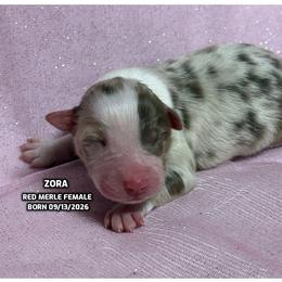 Zora - Red merle female Australian Shepherd puppy in Bethany, Connecticut from Wynter Thyme Manor Australian shepherds
