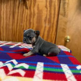 Cash - Blue male French Bulldog puppy in Wann, Oklahoma from OG’s Frenchies