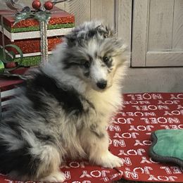 Boy 1 - Shetland Sheepdog puppy from Heaven’s Shelties