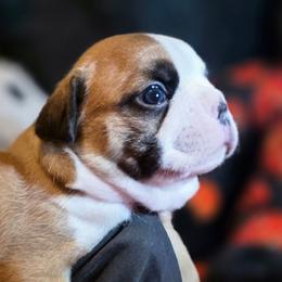Hemingway - Seal brindle and white male Boston Terrier puppy in Kingsport, Tennessee from Irish Heart Bostons