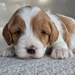 Boy 2 - male Cavapoo puppy in Almira, Washington from Cavapoo Cuddles