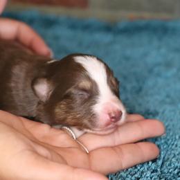 Nicole's RTF3 - Red tri female Miniature Australian Shepherd puppy in Goliad, Texas from Sassy Lil Aussies and Diamond W Poodles
