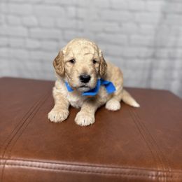 Blue collar male - Cream male Goldendoodle puppy in Piedmont, South Carolina from The Farm at Saluda Ridge