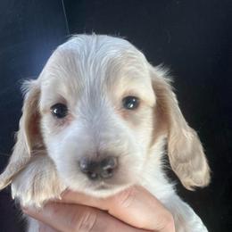Cass girl 2 - Piebald female Dachshund puppy in Bigfork, Minnesota from Dachshunds Up North