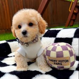 Chase - Champagne male Maltipoo puppy in Sugar Land, Texas from Celebrity Maltipoos