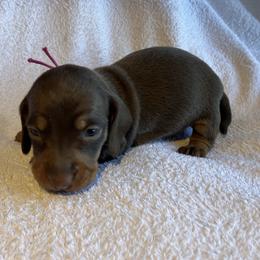 Dottie - Chocolate and tan female Dachshund puppy in Mocksville, North Carolina from The Dachs of Hazzard Dachshunds
