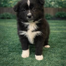 Cooper - Black and white male Pomsky puppy in Ravena, New York from Osiris’s Siberians & Pomskies