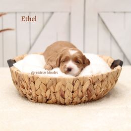 Ethel - Apricot female Australian Labradoodle puppy in Hurricane, Utah from Red Desert Doodles