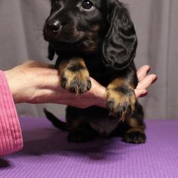 Pip - Black and tan male Dachshund puppy in Liberty, Texas from Sweetnlow Dachshund (Doxies)