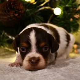 Juno - Liver white and orange female Brittany puppy in Hollidaysburg, Pennsylvania from Royal Flush Farms