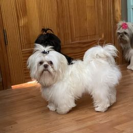 Tango Teddy - Shih Tzu
