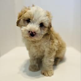 Yeti-Yellow - Yellow and white male Bernedoodle puppy in Casper, Wyoming from 307 Doodles