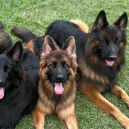 German Shepherds from Marvel German Shepherds