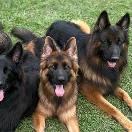 German Shepherds from Marvel German Shepherds
