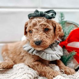 Ember - Red  female Goldendoodle puppy in Iola, Texas from Supreme Doodles of Texas