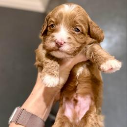 Black - Red male Australian Labradoodle puppy in Auburn, Washington from West Valley Labradoodles