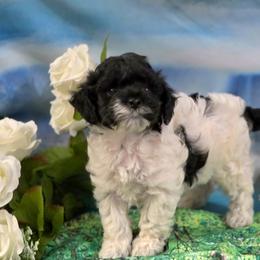 Flirt - Black and white female Cockapoo puppy in Depew, Oklahoma from Poodles Perfected