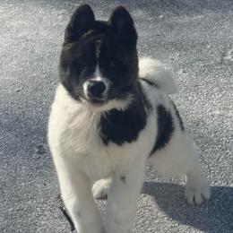 Apple - Brown brindle female Akita puppy in Newton, New Jersey from The__o__pack
