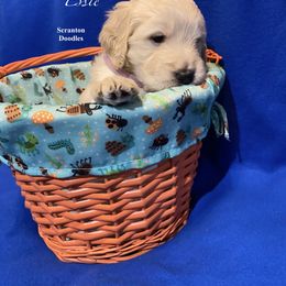 Goldendoodle Puppies from Scranton Goldendoodles