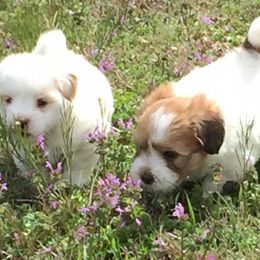 Coton de Tulear Puppies from Legacy Cotons