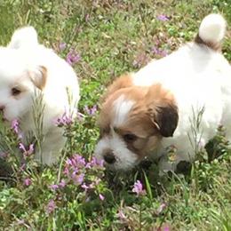 Coton de Tulear Puppies from Legacy Cotons
