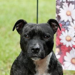Staffordshire Bull Terriers from SAAM Dogs
