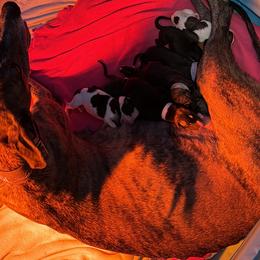 Greyhound puppies from ARK Kennels