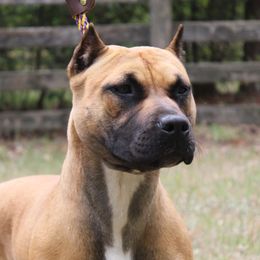 Vega - American Staffordshire Terrier