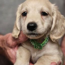 Olive Green Collar Male - Cream male Dachshund puppy in Trade, Tennessee from TN Miniature Dachshunds & Basset Hounds