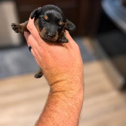 Holly (3,500) AKC - Black and tan female Dachshund puppy in Indian Trail, North Carolina from Hilda’s Teenie Weenies