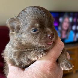 Nugget - Chocolate female Pomeranian puppy in Edmond, Oklahoma from My Sun & Moon Poms