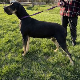 Juno - Great Dane