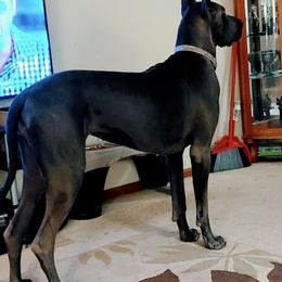 Great Danes from Paula Lloyd's Great Danes