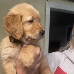 Golden Retriever Puppies from Golden Breed