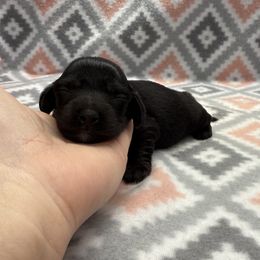 Girl 1 - Black female Dachshund puppy in Hoover, Alabama from Tide Town Doxies